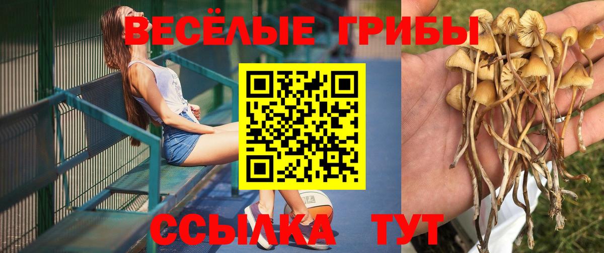 Галлюциногенные грибы Psilocybine cubensis Тамбов